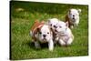 English Bulldog Puppies Playing-ots-photo-Stretched Canvas