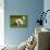 English Bulldog Puppies Playing-ots-photo-Photographic Print displayed on a wall