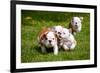 English Bulldog Puppies Playing-ots-photo-Framed Photographic Print