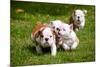 English Bulldog Puppies Playing-ots-photo-Mounted Photographic Print