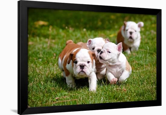 English Bulldog Puppies Playing-ots-photo-Framed Photographic Print