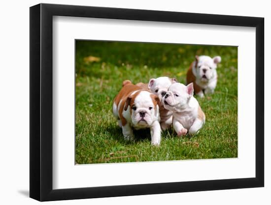 English Bulldog Puppies Playing-ots-photo-Framed Photographic Print