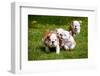 English Bulldog Puppies Playing-ots-photo-Framed Photographic Print