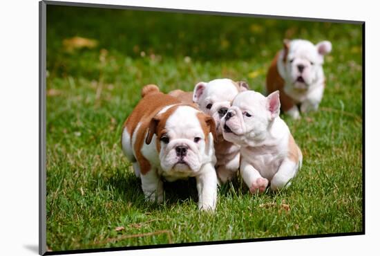 English Bulldog Puppies Playing-ots-photo-Mounted Photographic Print