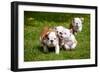 English Bulldog Puppies Playing-ots-photo-Framed Photographic Print
