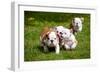 English Bulldog Puppies Playing-ots-photo-Framed Photographic Print