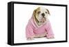 English Bulldog Puppy Dressed Up in Pink-null-Framed Stretched Canvas