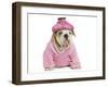 English Bulldog Puppy Dressed Up in Pink-null-Framed Photographic Print