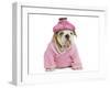 English Bulldog Puppy Dressed Up in Pink-null-Framed Photographic Print