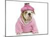 English Bulldog Puppy Dressed Up in Pink-null-Mounted Photographic Print