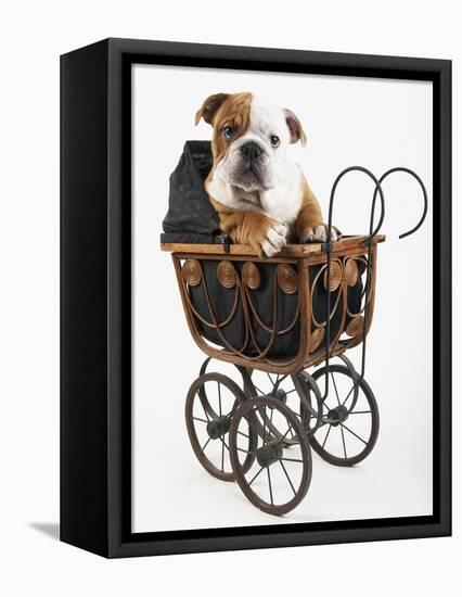 English Bulldog Puppy in a Baby Carriage-Peter M. Fisher-Framed Stretched Canvas