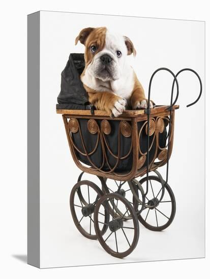 English Bulldog Puppy in a Baby Carriage-Peter M. Fisher-Stretched Canvas