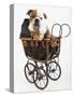 English Bulldog Puppy in a Baby Carriage-Peter M. Fisher-Stretched Canvas
