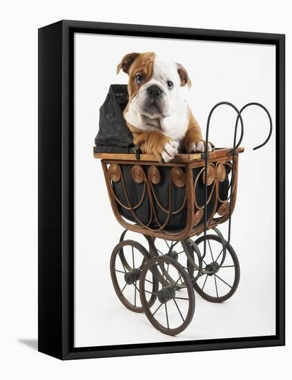 English Bulldog Puppy in a Baby Carriage-Peter M. Fisher-Framed Stretched Canvas