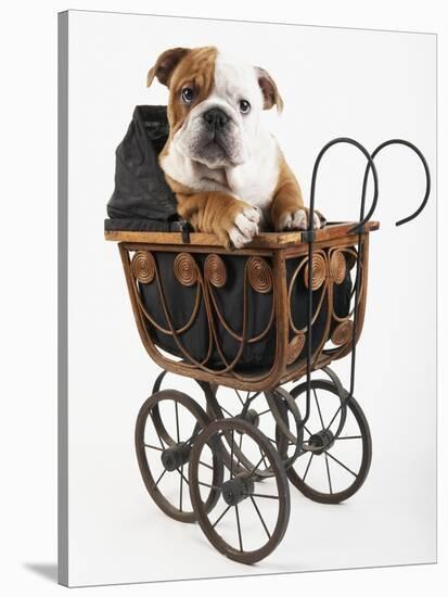 English Bulldog Puppy in a Baby Carriage-Peter M. Fisher-Stretched Canvas