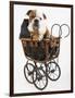 English Bulldog Puppy in a Baby Carriage-Peter M. Fisher-Framed Photographic Print