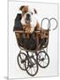 English Bulldog Puppy in a Baby Carriage-Peter M. Fisher-Mounted Photographic Print