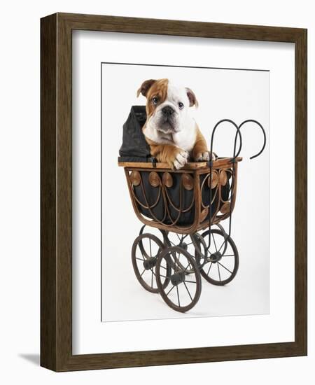 English Bulldog Puppy in a Baby Carriage-Peter M. Fisher-Framed Photographic Print