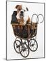 English Bulldog Puppy in a Baby Carriage-Peter M. Fisher-Mounted Photographic Print