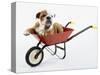 English Bulldog Puppy in a Wheelbarrow-Peter M. Fisher-Stretched Canvas