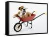 English Bulldog Puppy in a Wheelbarrow-Peter M. Fisher-Framed Stretched Canvas