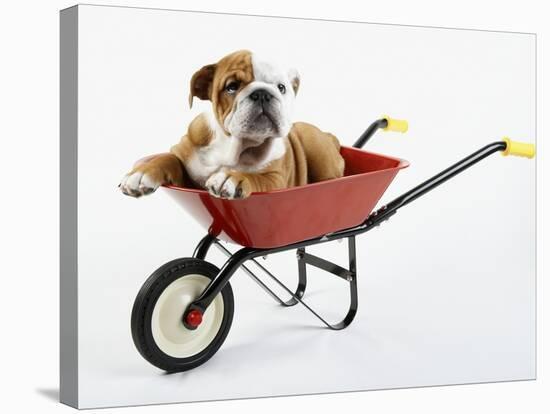 English Bulldog Puppy in a Wheelbarrow-Peter M. Fisher-Stretched Canvas