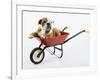 English Bulldog Puppy in a Wheelbarrow-Peter M. Fisher-Framed Photographic Print