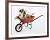 English Bulldog Puppy in a Wheelbarrow-Peter M. Fisher-Framed Photographic Print