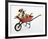 English Bulldog Puppy in a Wheelbarrow-Peter M. Fisher-Framed Photographic Print