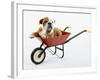 English Bulldog Puppy in a Wheelbarrow-Peter M. Fisher-Framed Photographic Print