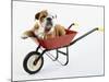 English Bulldog Puppy in a Wheelbarrow-Peter M. Fisher-Mounted Photographic Print