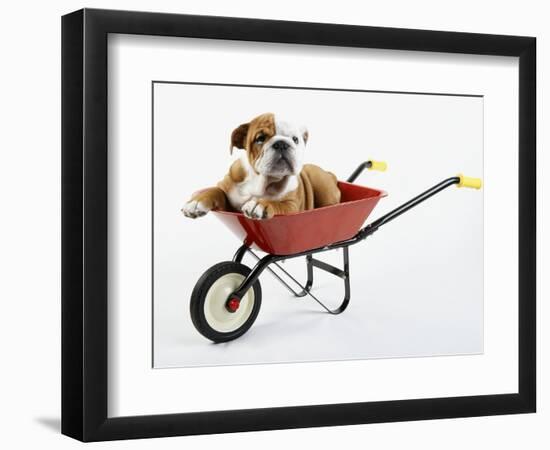 English Bulldog Puppy in a Wheelbarrow-Peter M. Fisher-Framed Photographic Print