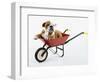 English Bulldog Puppy in a Wheelbarrow-Peter M. Fisher-Framed Photographic Print