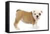 English Bulldog Puppy in Studio-null-Framed Stretched Canvas