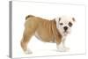 English Bulldog Puppy in Studio-null-Stretched Canvas