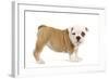 English Bulldog Puppy in Studio-null-Framed Photographic Print