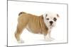 English Bulldog Puppy in Studio-null-Mounted Photographic Print