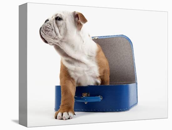 English Bulldog Puppy Sitting in a Lunch Box-Peter M. Fisher-Stretched Canvas