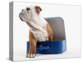English Bulldog Puppy Sitting in a Lunch Box-Peter M. Fisher-Stretched Canvas