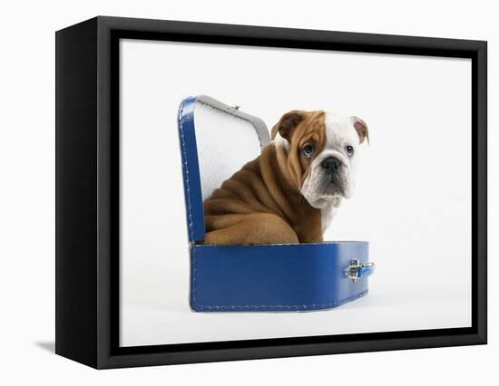 English Bulldog Puppy Sitting in a Lunch Box-Peter M. Fisher-Framed Stretched Canvas