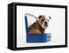 English Bulldog Puppy Sitting in a Lunch Box-Peter M. Fisher-Framed Stretched Canvas