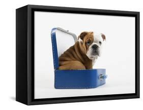 English Bulldog Puppy Sitting in a Lunch Box-Peter M. Fisher-Framed Stretched Canvas