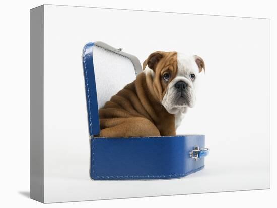 English Bulldog Puppy Sitting in a Lunch Box-Peter M. Fisher-Stretched Canvas