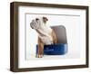 English Bulldog Puppy Sitting in a Lunch Box-Peter M. Fisher-Framed Photographic Print