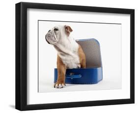 English Bulldog Puppy Sitting in a Lunch Box-Peter M. Fisher-Framed Photographic Print