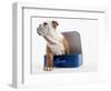 English Bulldog Puppy Sitting in a Lunch Box-Peter M^ Fisher-Framed Photographic Print