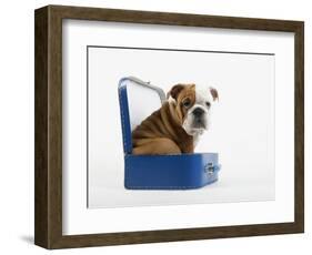 English Bulldog Puppy Sitting in a Lunch Box-Peter M. Fisher-Framed Photographic Print