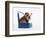 English Bulldog Puppy Sitting in a Lunch Box-Peter M. Fisher-Framed Photographic Print