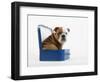 English Bulldog Puppy Sitting in a Lunch Box-Peter M. Fisher-Framed Photographic Print