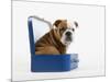 English Bulldog Puppy Sitting in a Lunch Box-Peter M. Fisher-Mounted Photographic Print